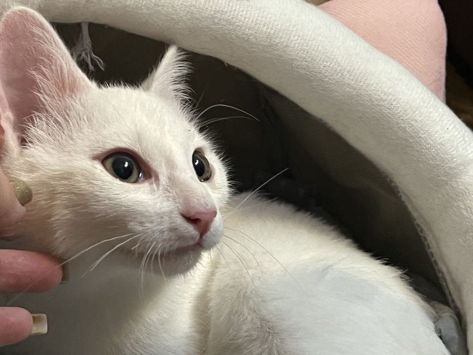 Отдам котенка в добрые руки