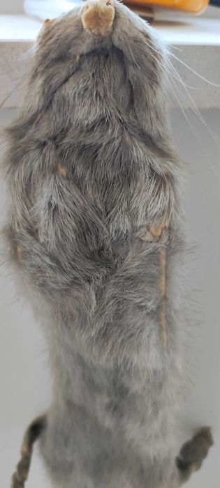 Сива яка от норка