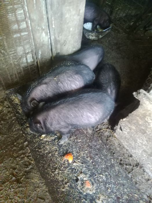 Свиньи вьетнамские