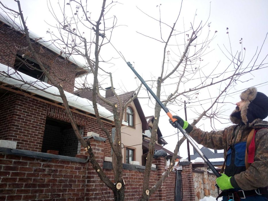Обрезка плодовых деревьев. Спил деревьев
