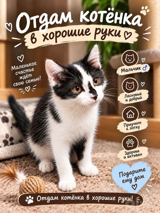 Отдадим котёнка в хорошие руки