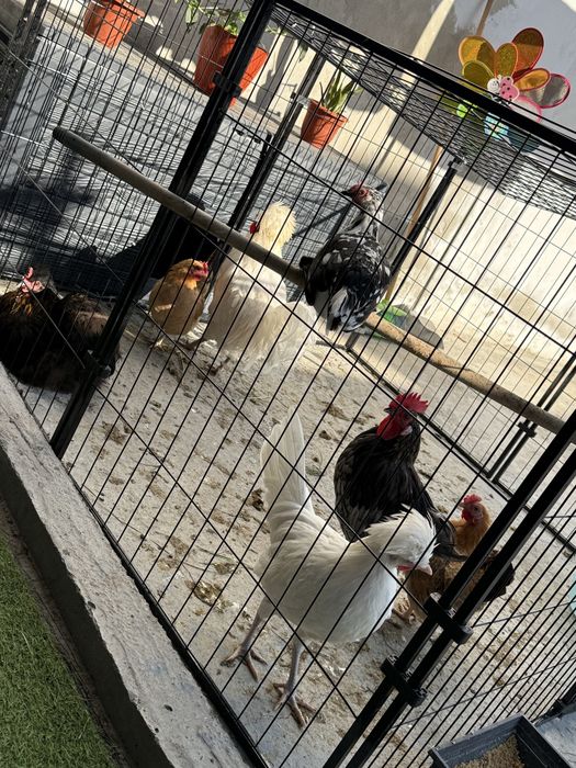 VÂND URGENT gaini pitici !