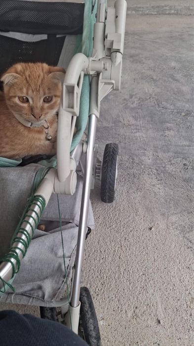 Продам Вислоухий шотландский кот