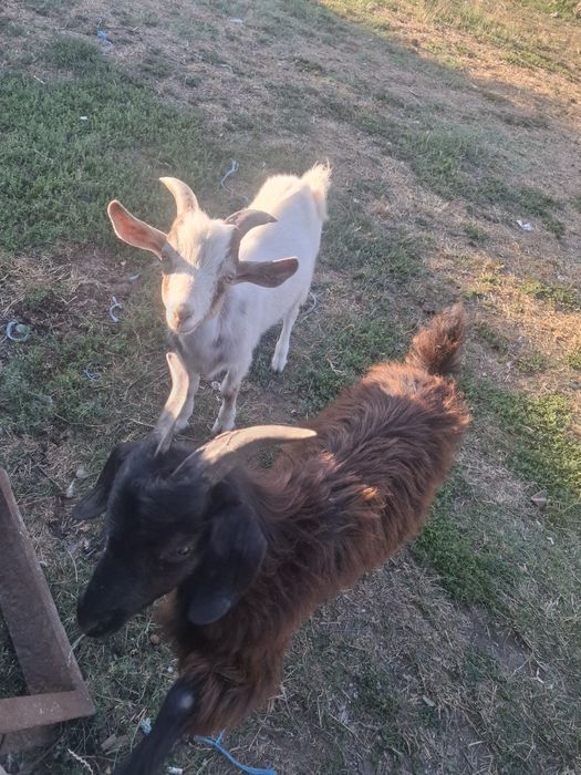 2 țapi de vanzare