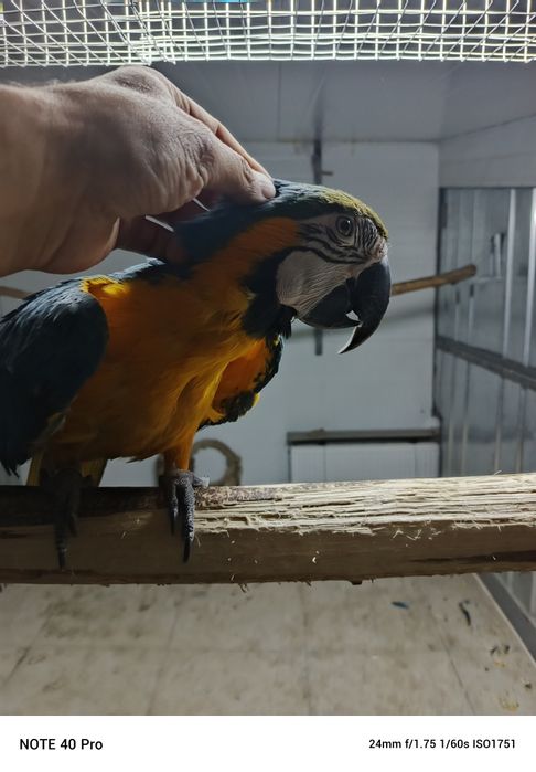 Ручной ара говорит