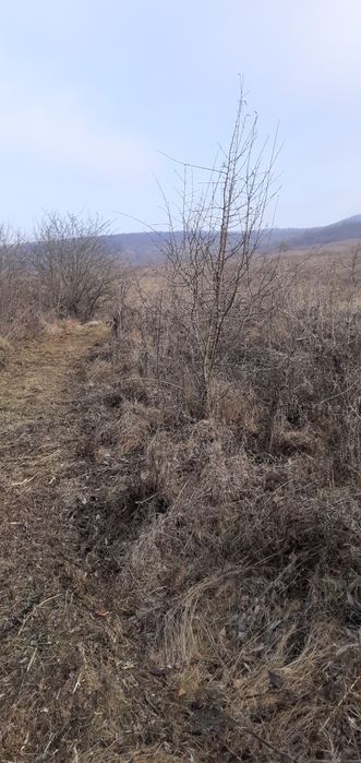 Curățare și defrișare terenuri