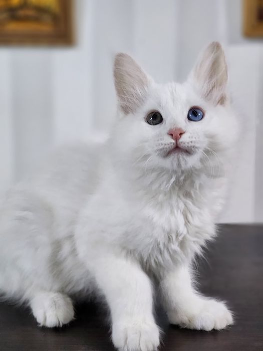 Котята мейн-кун из питомника