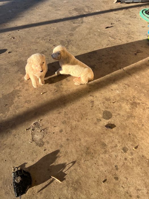 Кученца Алабай породисти с родословие