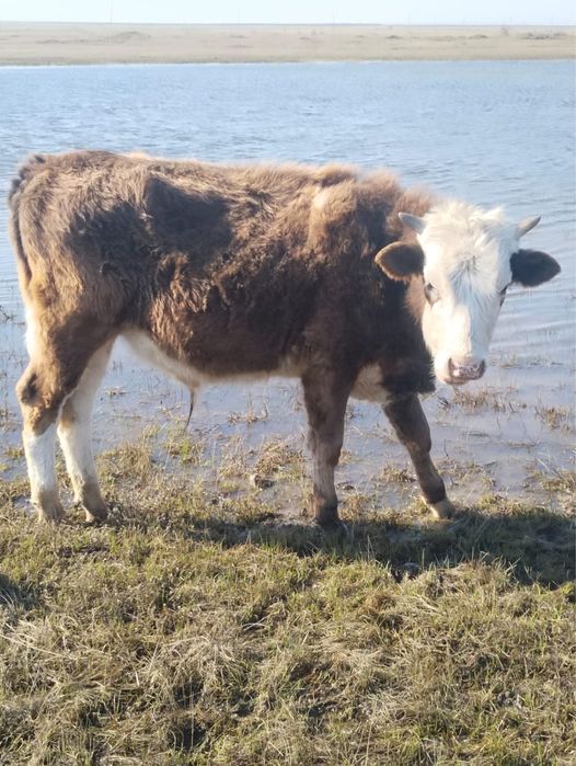 Продам бычков больших