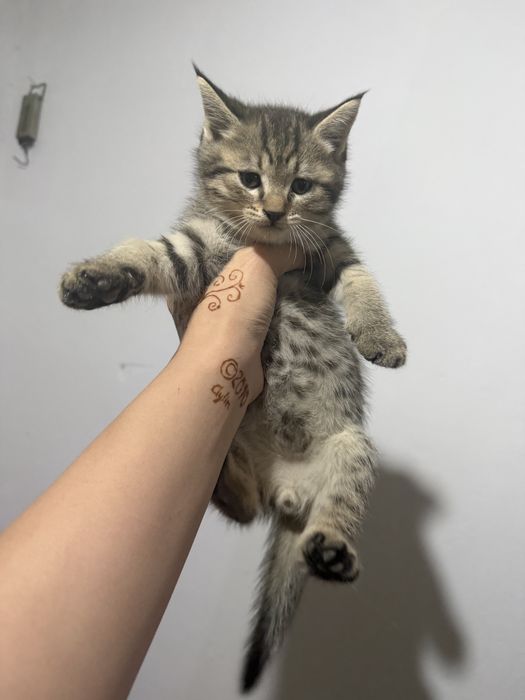 Отдаем котят бесплатно, в добрые руки!!!