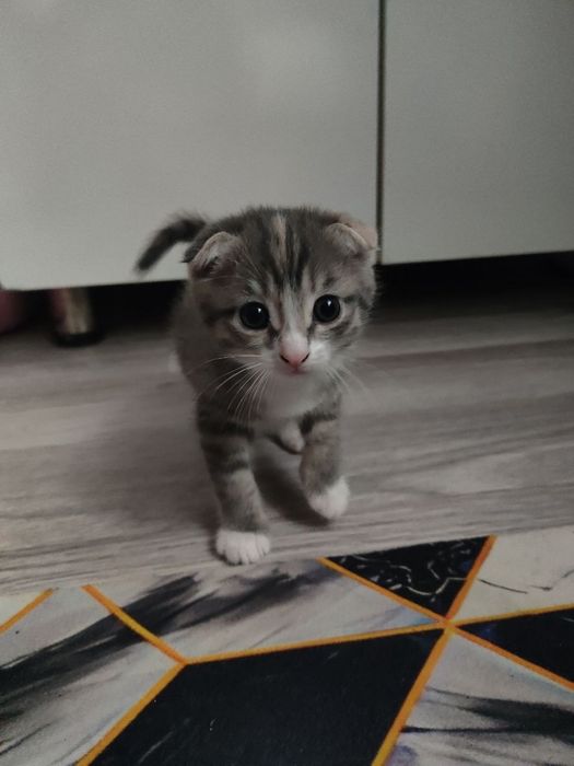 Отдам в зорошие руки котят