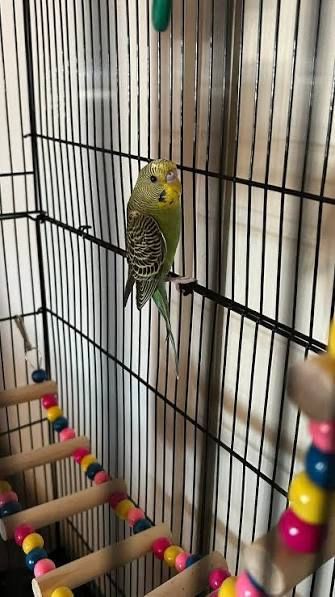 Qush setka otsenkofka /сетка для птиц оцинкованная/от производителя