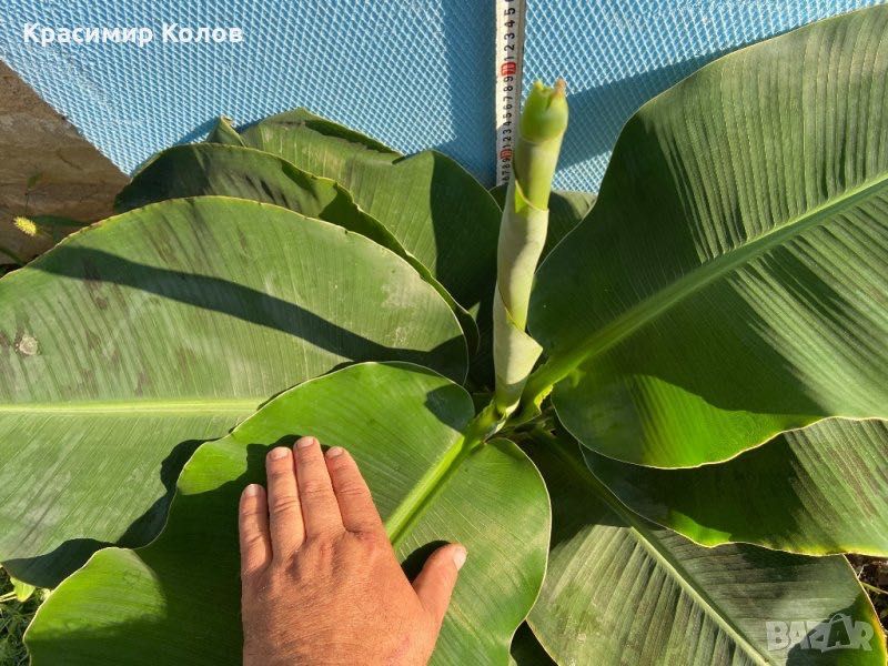 Банан ядлив джудже, Musa acuminata 'Dwarf Cavendish', растения