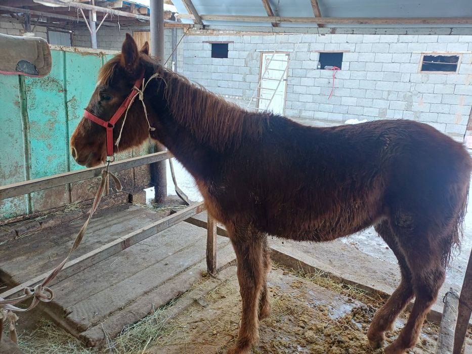 Еркек тай денесі ірі