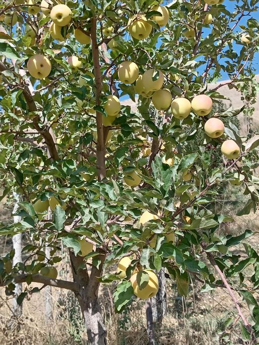 Садовник опытный. Богбон по городу Тошкент работаю