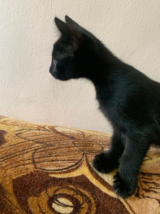 Подарявам котенца