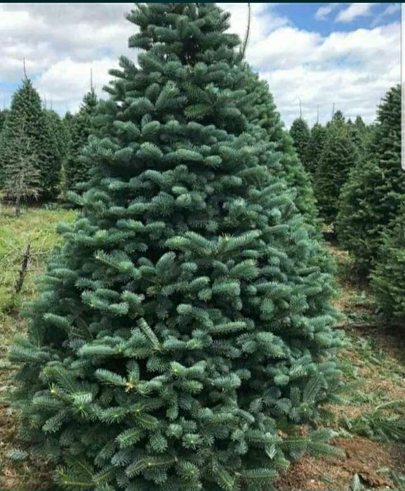 Leylandii chipaross tuia smarald brad magnolia