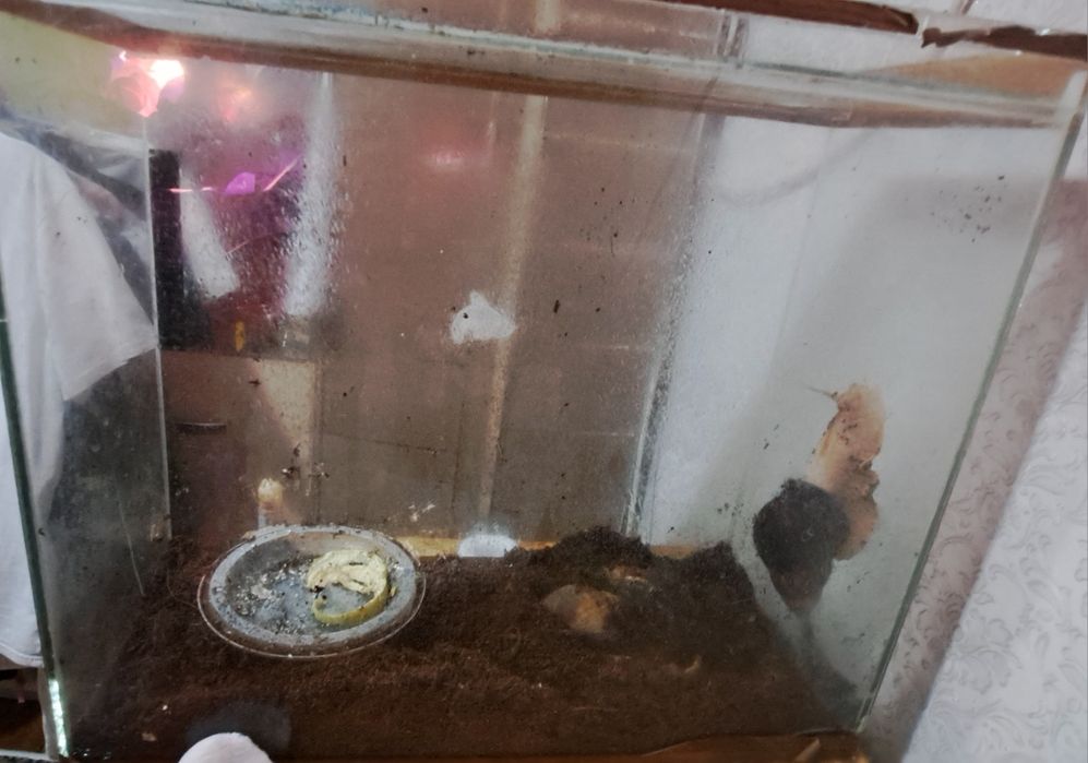 Улитки ахатины срочно