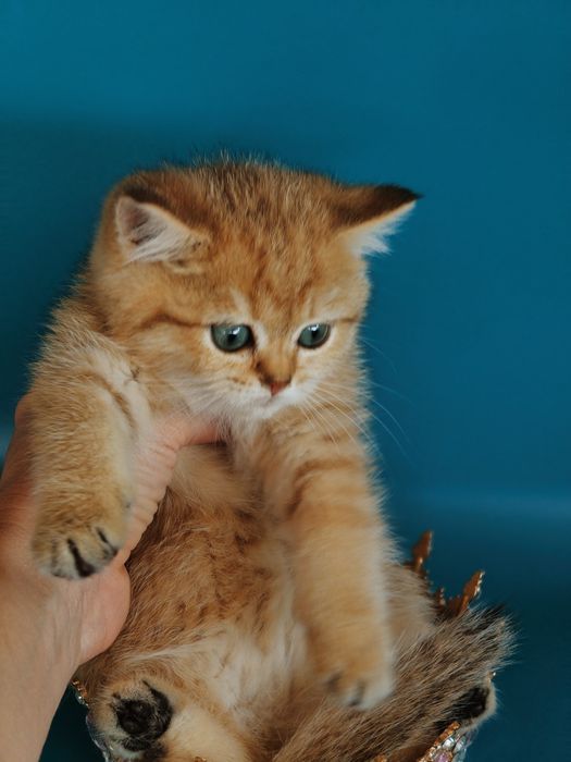 Золотые Шиншиллы Алматы