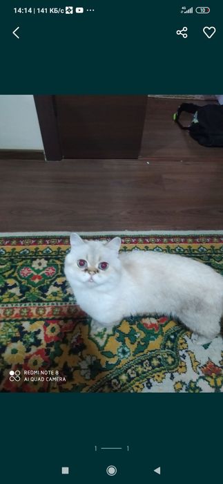 Vyazkaga oʻgil bola