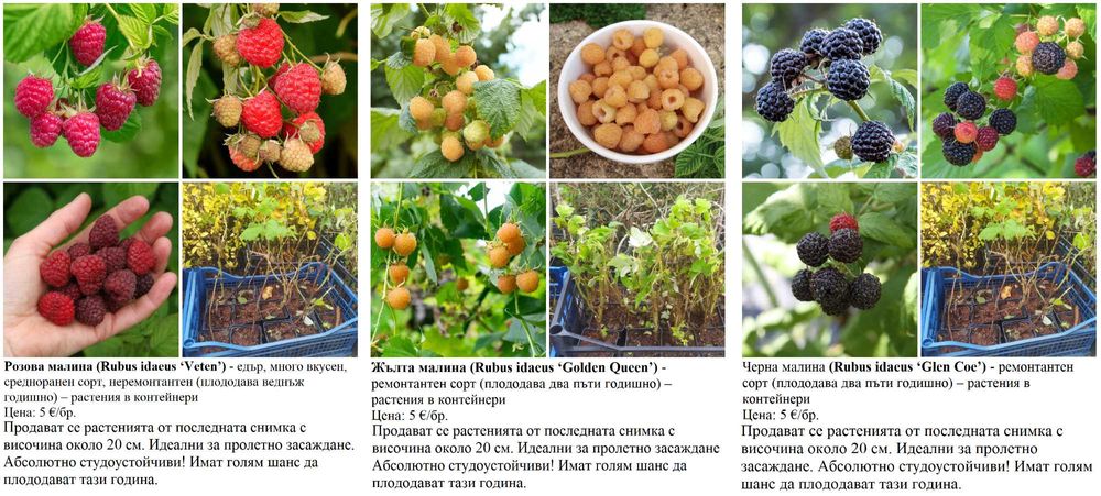 Плодни храсти в контейнери