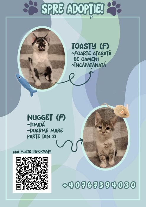 Pisici spre adopție