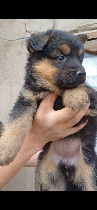 Продаётся щенки Немецкой Овчарки.