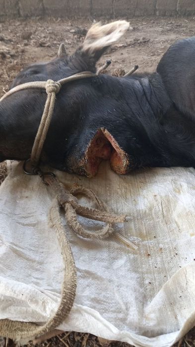 Hayvonlar uzi qilish