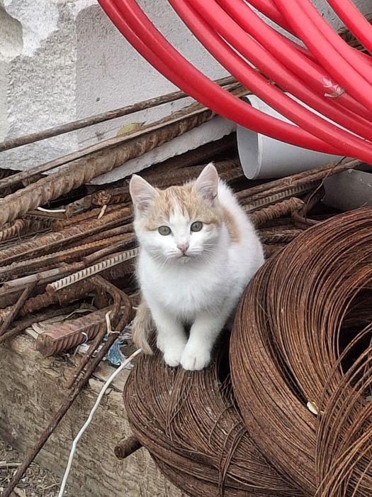 Отдадим котят в добрые руки