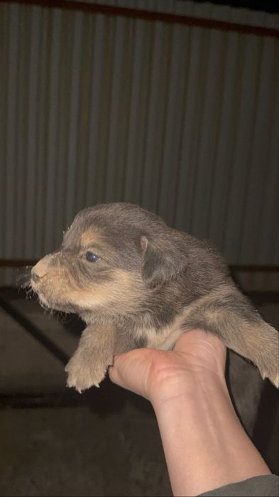 Продам собак дворянские