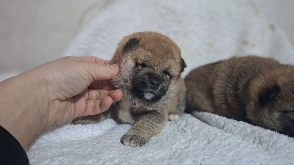 Щенки щенки Сиба-ину )))