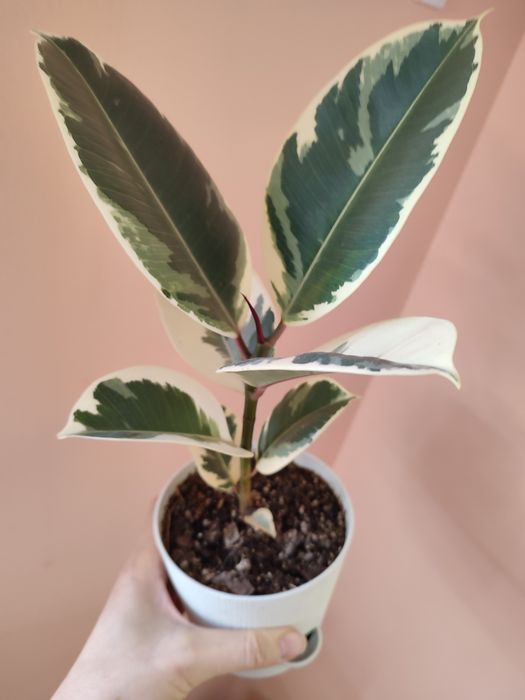 Цветы ухоженные недорого