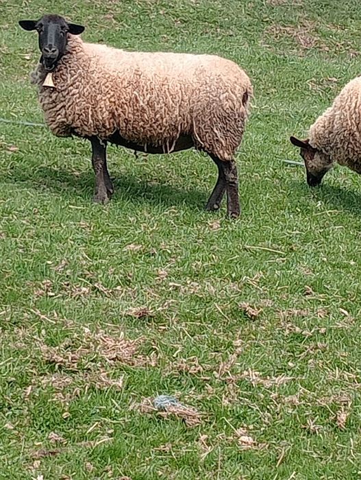 Cine dorește oi suffolk