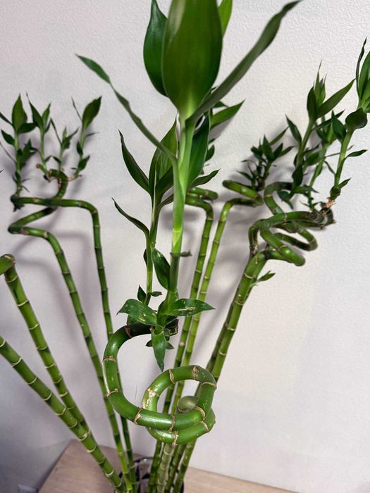 Продаётся «Бамбук счастья» (Dracaena sanderiana)
