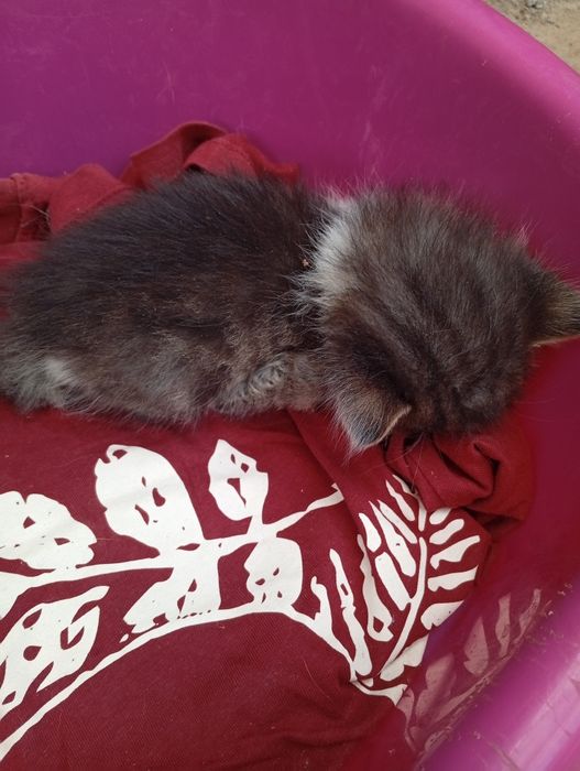 Подарявам малки котенца