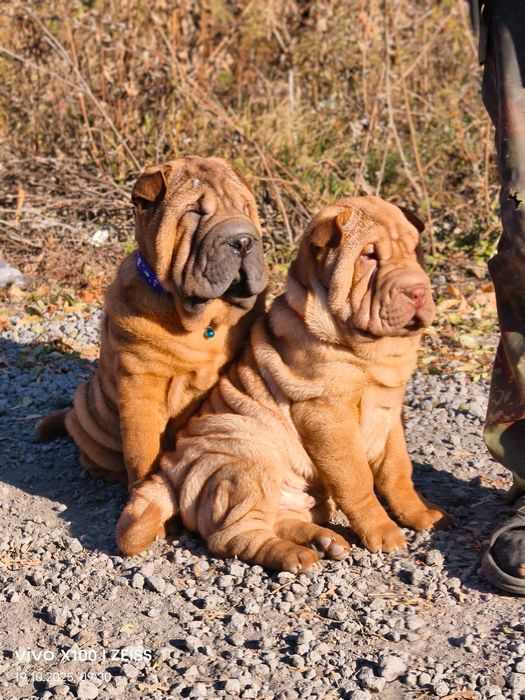Очаровательные щенки шарпея.