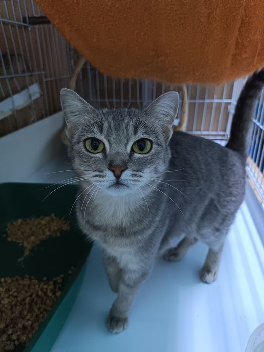 Отдам в добрые руки