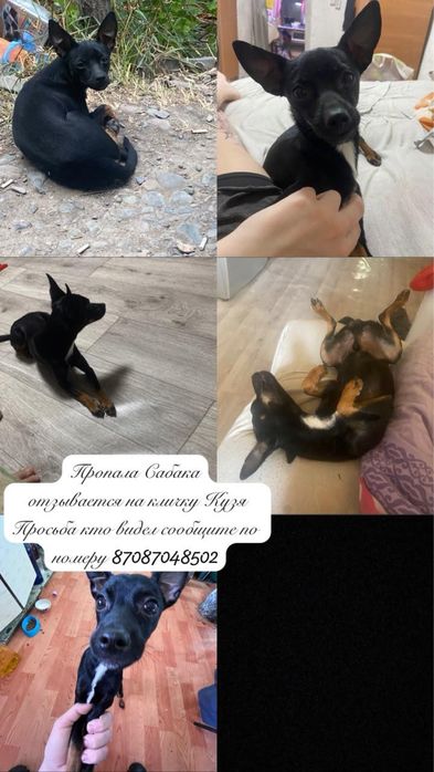 Пропала сабака тойтерьер