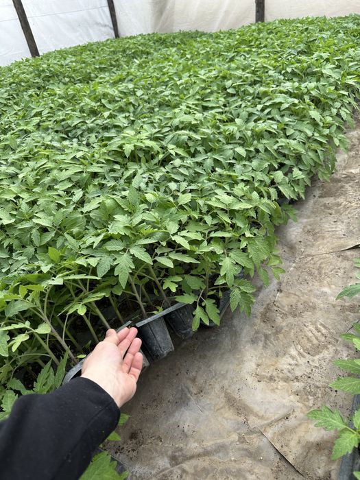 Rasaduri calitatea1 (priducator local)