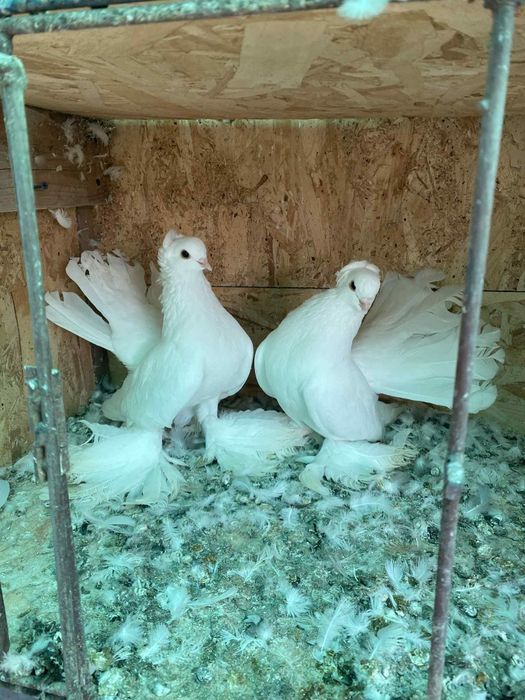 Porumbei ornament de vânzare