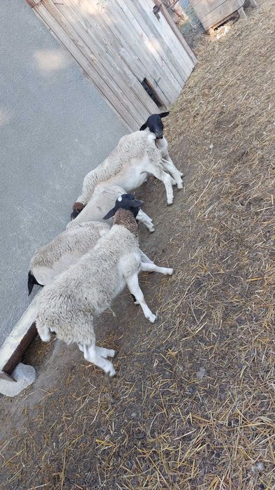 oi, mielute si berbeci dorper