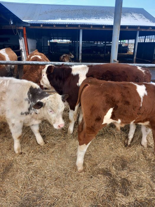 Vind taurasi și vițele