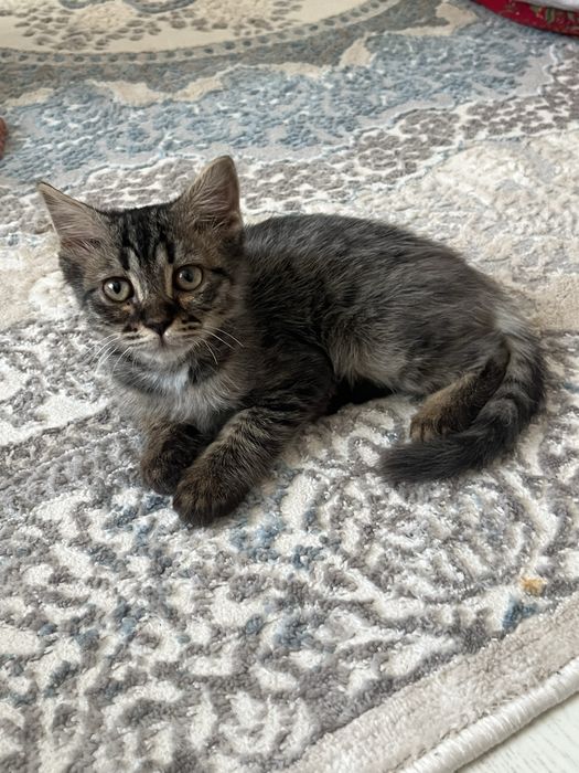 котёнок, 2,5месяца. Мальчик