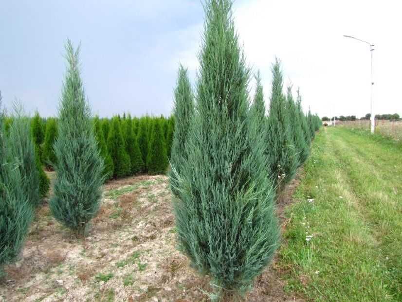 Archa va dekorativ daraxtlar