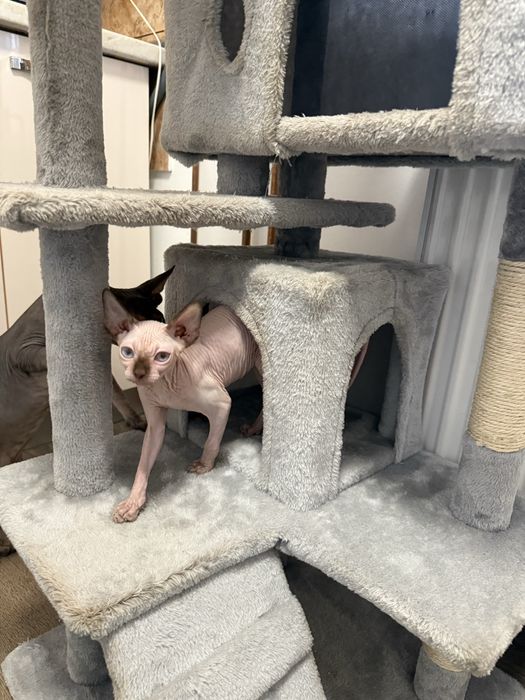 Pisici Sphynx adulte (mascul-femela)– 2 ani – sănătoase și foarte afectuoase
