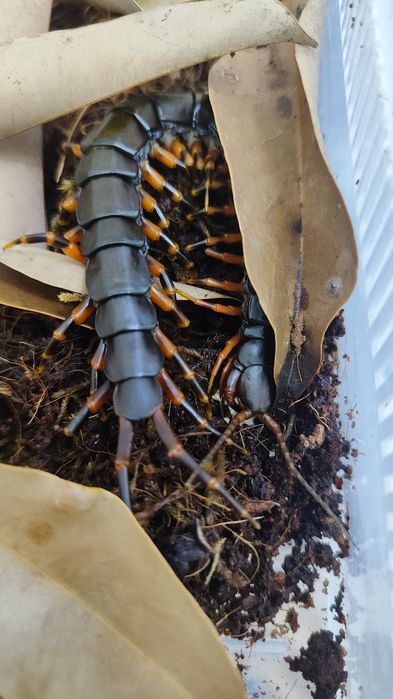 Scolopendra hainanum