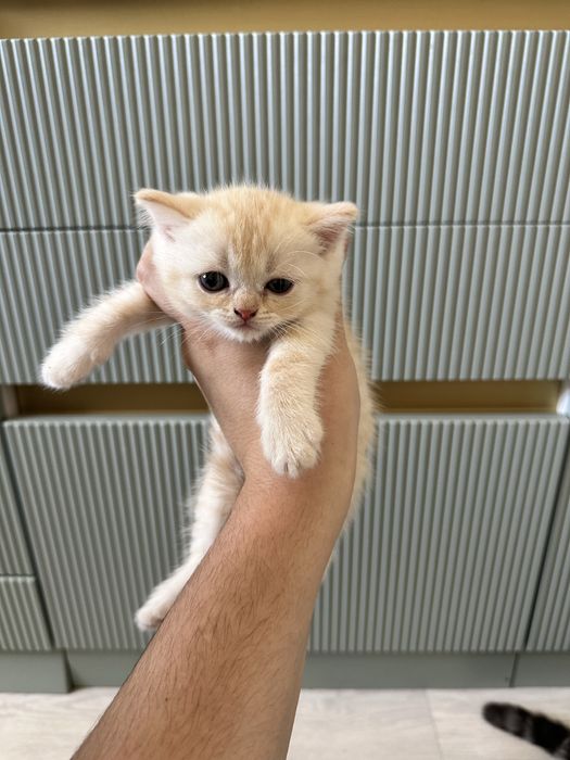 Котята шотладские