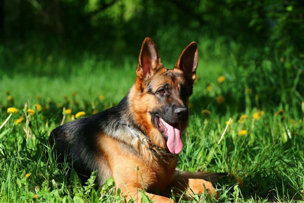 Щенки немецкой овчарки