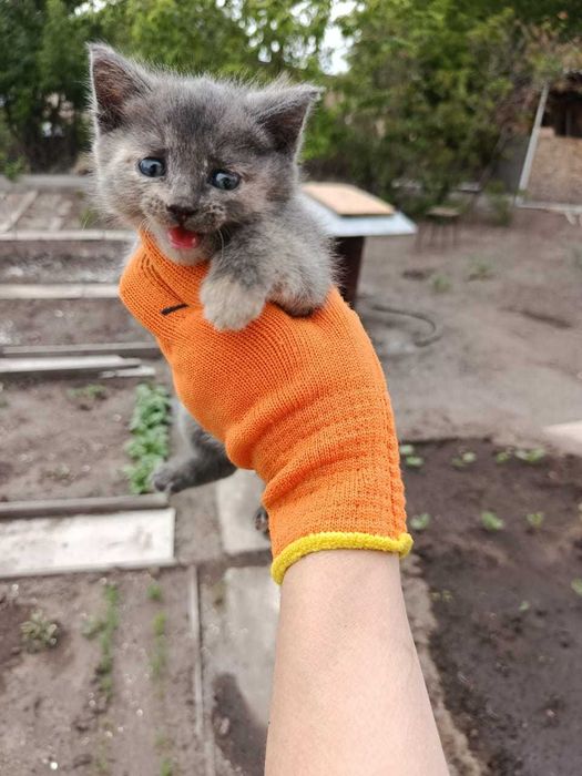 Отдам котят, мальчик/девочка