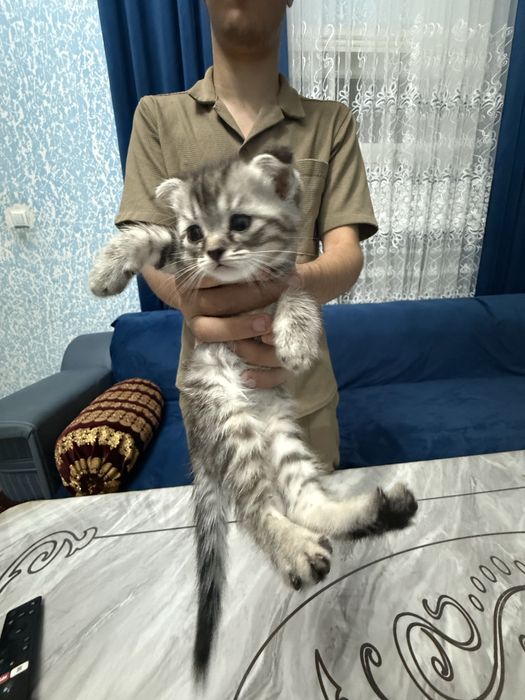Продаются котята,порода :Скотиш Фолд (мрамор)
